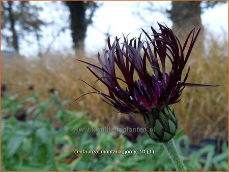 Centaurea montana &#39;Jordy&#39;