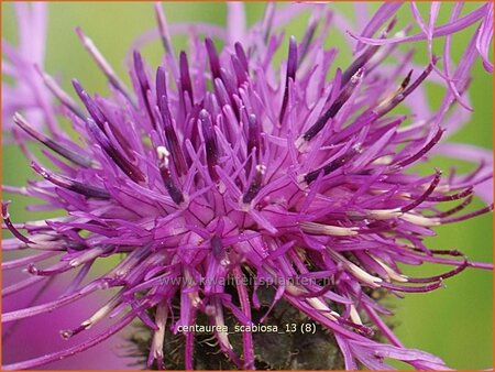 Centaurea scabiosa