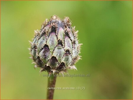 Centaurea scabiosa