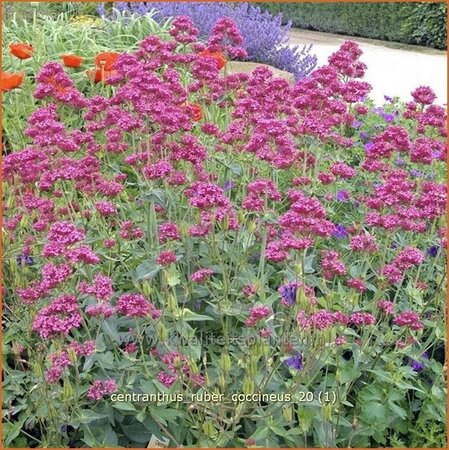 Centranthus ruber &#39;Coccineus&#39;