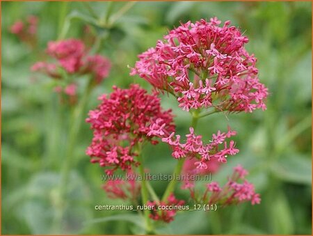 Centranthus ruber &#39;Coccineus&#39;