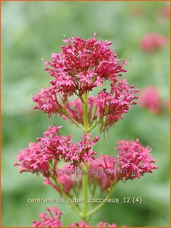 Centranthus ruber &#39;Coccineus&#39;