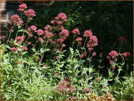 Centranthus ruber &#39;Coccineus&#39;