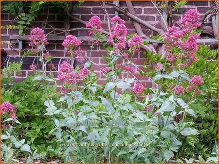 Centranthus ruber &#39;Coccineus&#39;