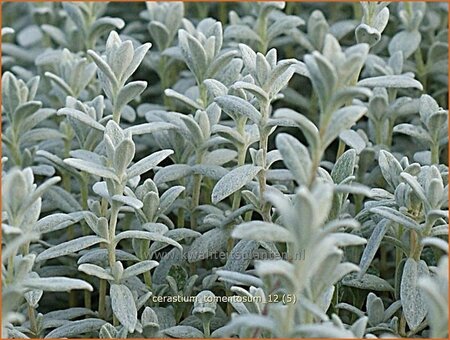 Cerastium tomentosum