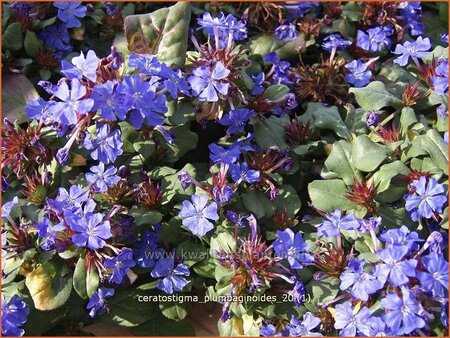 Ceratostigma plumbaginoides