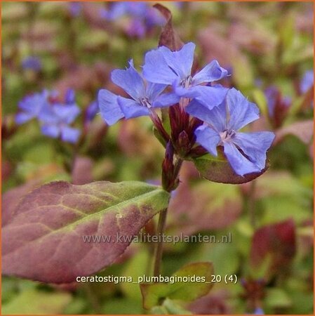 Ceratostigma plumbaginoides