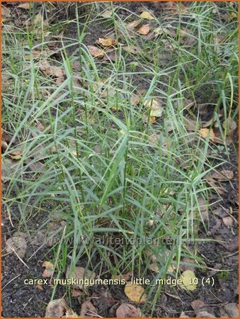 Carex muskingumensis &#39;Little Midge&#39;