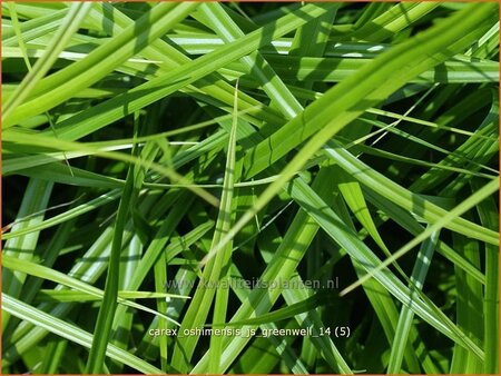 Carex oshimensis &#39;J.S. Greenwell&#39;