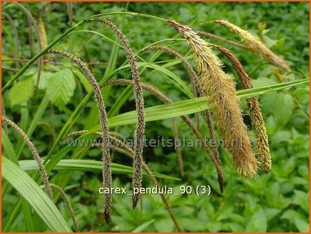 Carex pendula