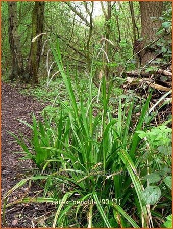 Carex pendula