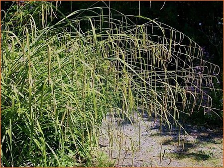 Carex pendula