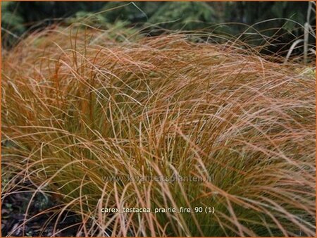 Carex testacea &#39;Prairie Fire&#39;