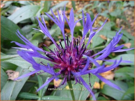 Centaurea montana