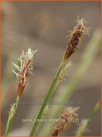 Carex conica &#39;Snowline&#39;
