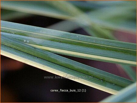 Carex flacca &#39;Buis&#39;