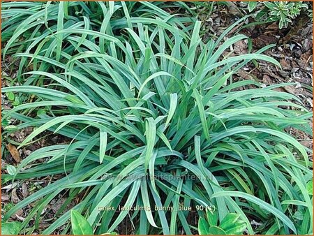 Carex laxiculmis &#39;Bunny Blue&#39;