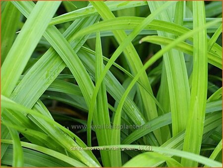 Carex morrowii &#39;Irish Green&#39;