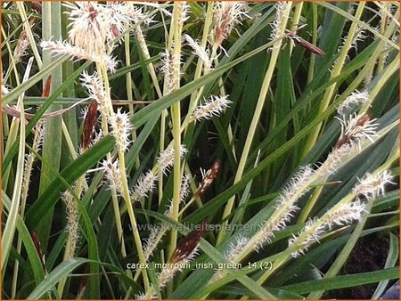Carex morrowii &#39;Irish Green&#39;