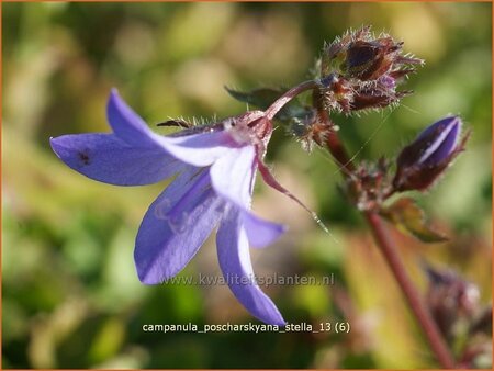 Campanula poscharskyana &#39;Stella&#39;