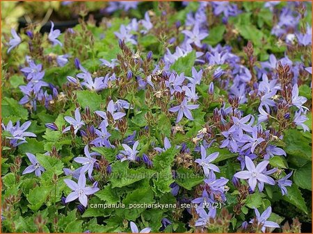 Campanula poscharskyana &#39;Stella&#39;