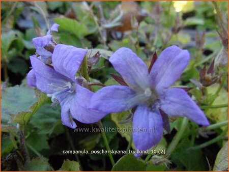 Campanula poscharskyana &#39;Trollkind&#39;