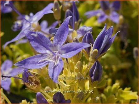 Campanula &#39;Dickson&#39;s Gold&#39;