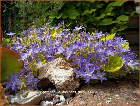 Campanula &#39;Dickson&#39;s Gold&#39;