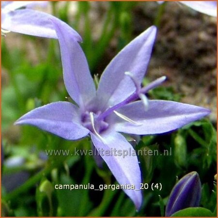 Campanula garganica