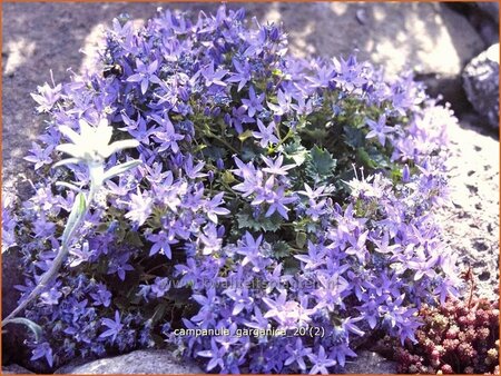 Campanula garganica