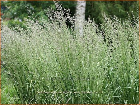 Calamagrostis acutiflora &#39;Karl Foerster&#39;