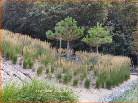 Calamagrostis acutiflora &#39;Karl Foerster&#39;