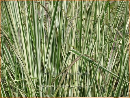 Calamagrostis acutiflora &#39;Overdam&#39;