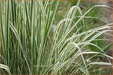 Calamagrostis acutiflora &#39;Overdam&#39;