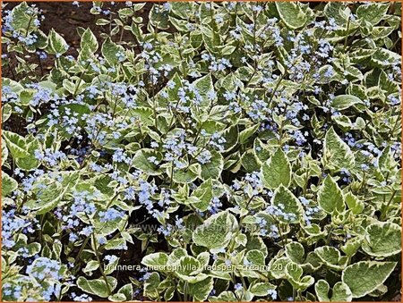 Brunnera macrophylla &#39;Hadspen Cream&#39;
