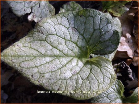 Brunnera macrophylla &#39;Looking Glass&#39;