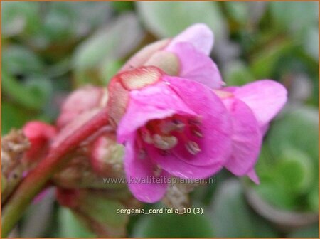 Bergenia cordifolia