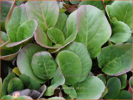 Bergenia cordifolia