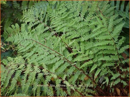 Athyrium filix-femina &#39;Lady in Red&#39;