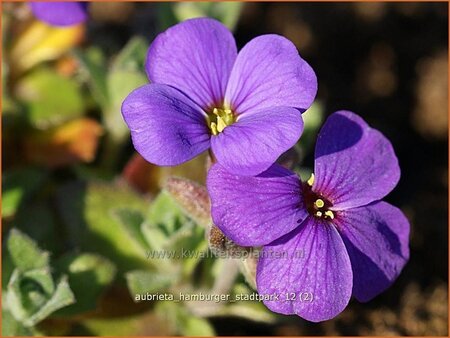 Aubrieta &#39;Hamburger Stadtpark&#39;