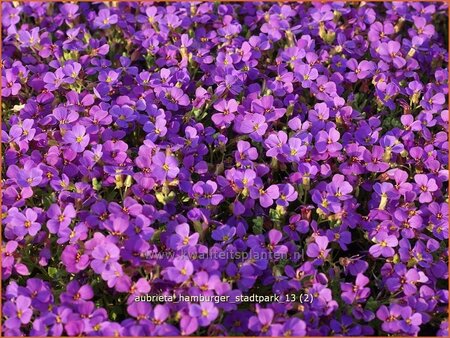 Aubrieta &#39;Hamburger Stadtpark&#39;