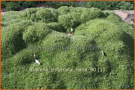 Azorella trifurcata &#39;Nana&#39;