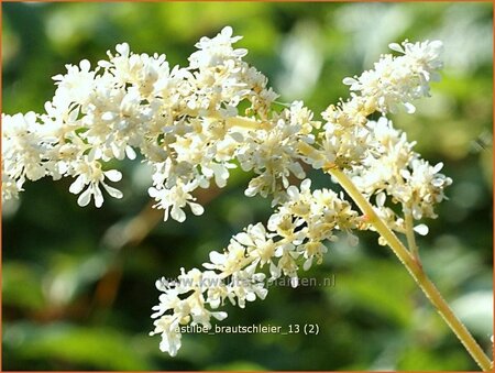 Astilbe 'Brautschleier'
