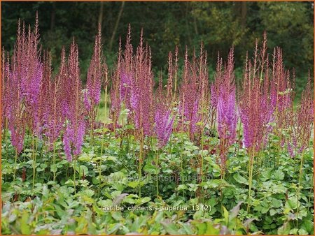 Astilbe chinensis &#39;Superba&#39;