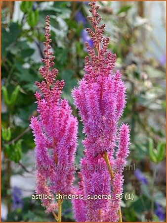 Astilbe chinensis &#39;Superba&#39;