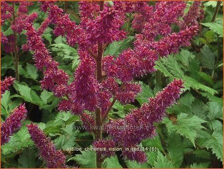 Astilbe chinensis &#39;Vision in Red&#39;