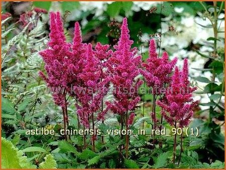 Astilbe chinensis &#39;Vision in Red&#39;