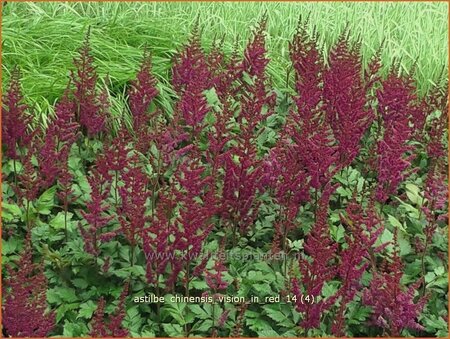 Astilbe chinensis &#39;Vision in Red&#39;