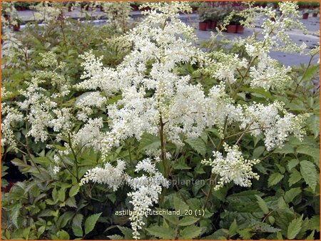 Astilbe &#39;Deutschland&#39;