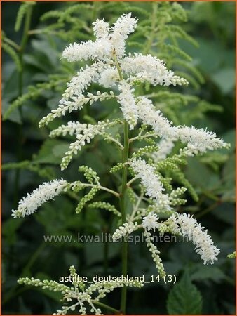 Astilbe &#39;Deutschland&#39;